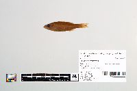 Morone saxatilis image