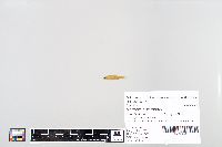 Notropis buchanani image