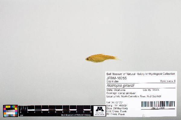 Notropis girardi image