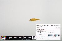 Image of Notropis girardi