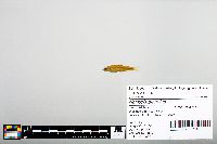 Notropis blennius image