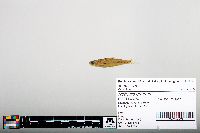 Notropis greenei image