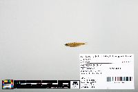 Notropis boops image