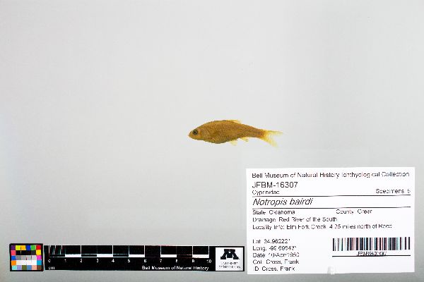 Notropis bairdi image