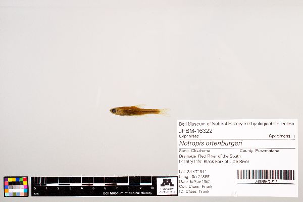 Notropis ortenburgeri image