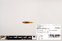 Image of Notropis ortenburgeri
