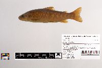 Salmo trutta image