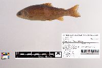 Oncorhynchus mykiss image