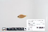 Lepomis humilis image