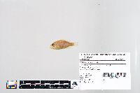 Lepomis humilis image