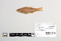 Morone saxatilis image