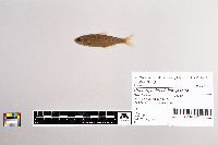 Oncorhynchus tshawytscha image
