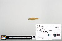 Notropis boops image