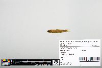 Notropis greenei image