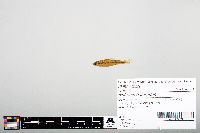 Notropis heterodon image