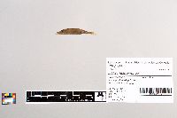 Esox masquinongy image