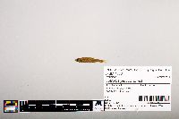Notropis percobromus image