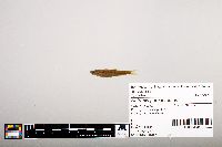 Notropis percobromus image