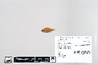 Thumbnail image of current specimen