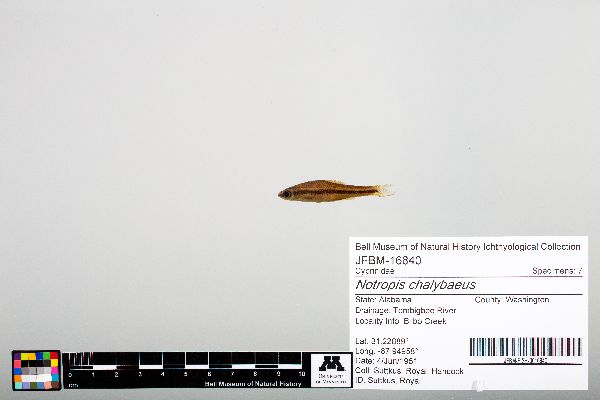 Notropis chalybaeus image