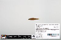 Image of Notropis chalybaeus