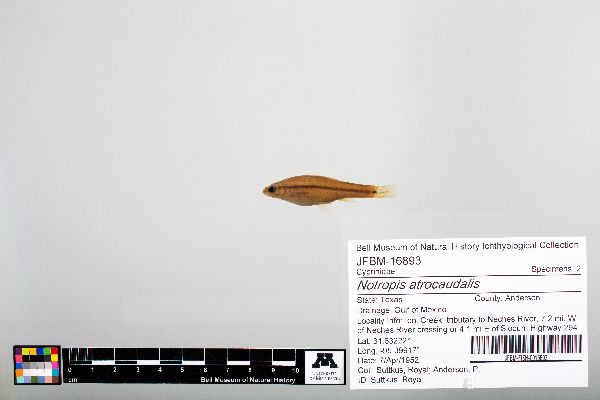 Notropis atrocaudalis image