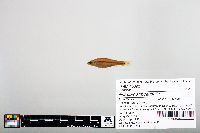 Image of Notropis atrocaudalis