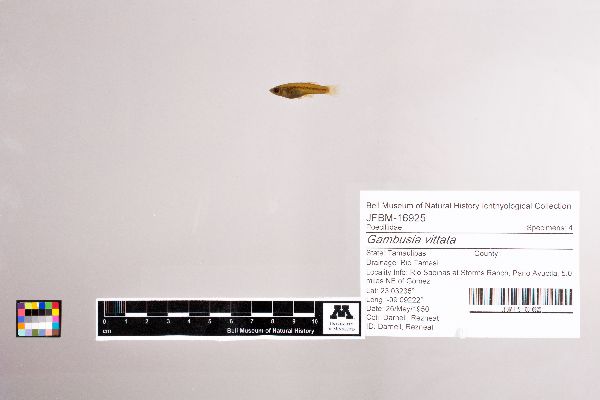 Gambusia vittata image