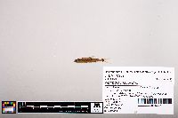 Image of Notropis maculatus