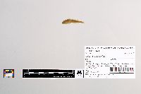 Cottus cognatus image