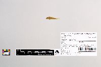 Cottus cognatus image