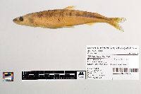 Osmerus mordax image