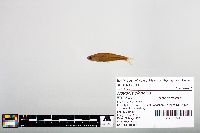 Notropis blennius image