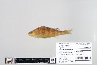 Perca flavescens image