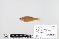 Image of Luxilus chrysocephalus