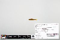 Notropis heterodon image