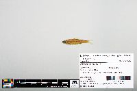 Notropis boops image
