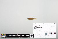 Notropis boops image