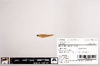 Image of Notropis ozarcanus