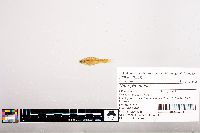 Image of Notropis topeka
