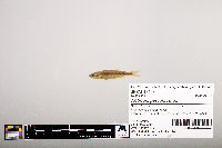 Notropis percobromus image