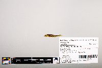 Notropis percobromus image