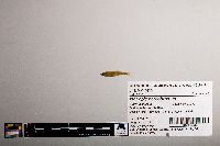 Notropis percobromus image
