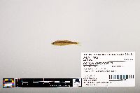 Notropis percobromus image