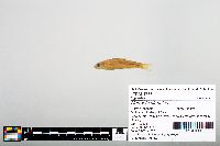Notropis blennius image