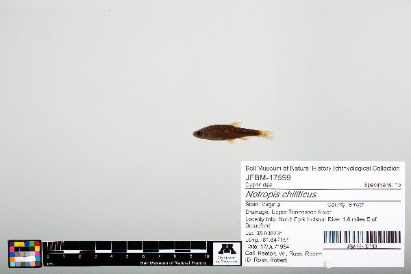 Notropis chiliticus image