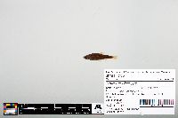 Image of Notropis chiliticus