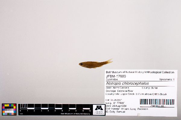 Notropis chlorocephalus image