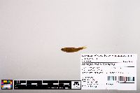 Image of Notropis chlorocephalus