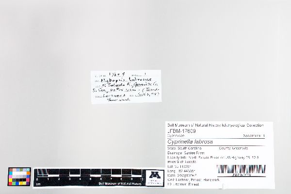 Cyprinella labrosa image